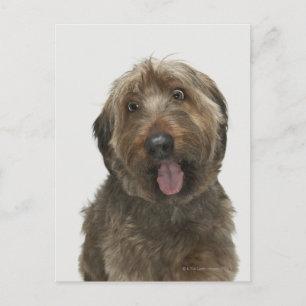 Portrait of Briard dog Postcard