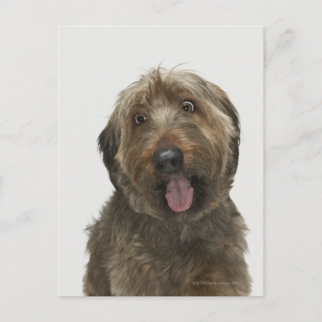 Portrait of Briard dog Postcard (Front)