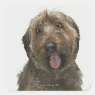 Portrait of Briard dog Square Sticker