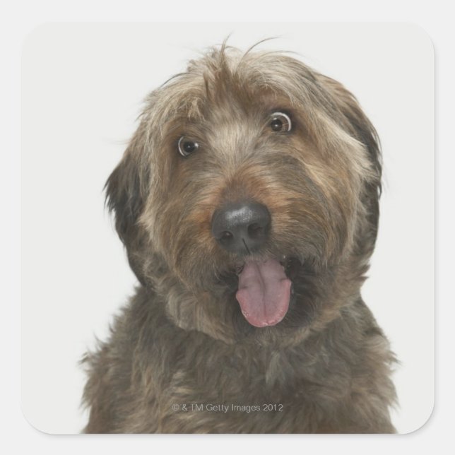Portrait of Briard dog Square Sticker (Front)