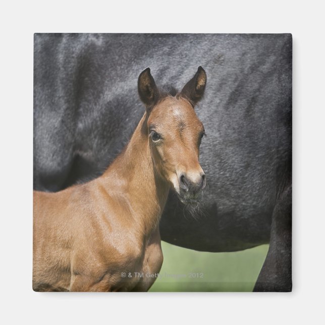 portrait of brown foal magnet (Front)