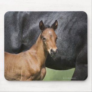 portrait of brown foal mouse pad