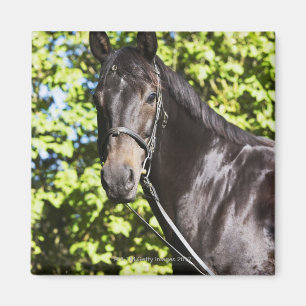 portrait of brown horse 2 magnet