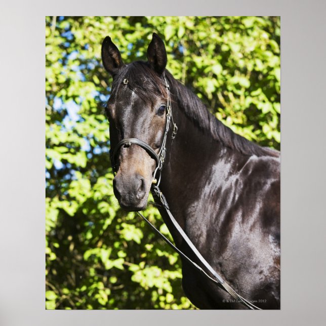 portrait of brown horse 2 poster (Front)