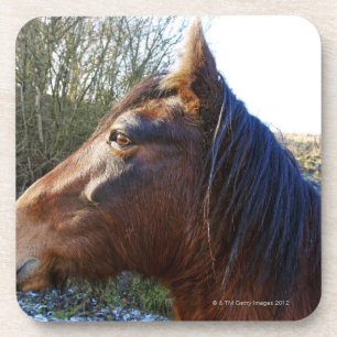 Portrait of brown horse on cold day staring into coaster