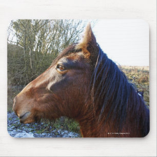 Portrait of brown horse on cold day staring into mouse pad