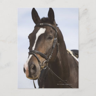 portrait of brown horse postcard