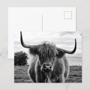 Portrait of bull postcard