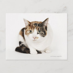 Portrait of Calico cat Postcard
