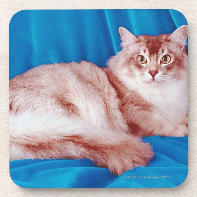 Portrait of cat 3 coaster (Front)
