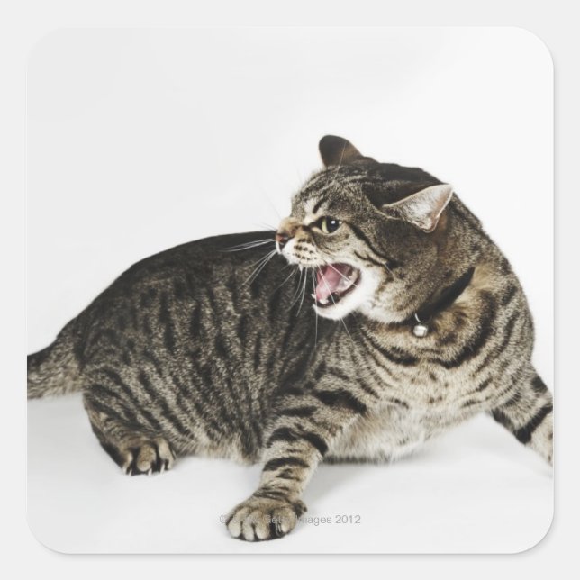 Portrait of cat hissing square sticker (Front)