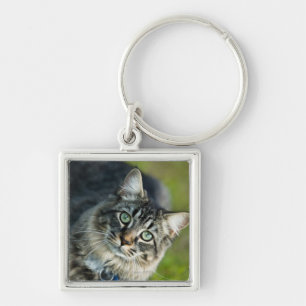 Portrait of cat outdoors key ring