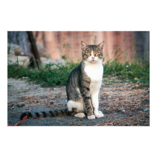 Portrait of cat photo print