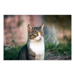 Portrait of cat photo print
