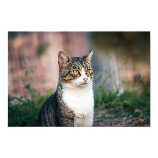 Portrait of cat photo print (Front)