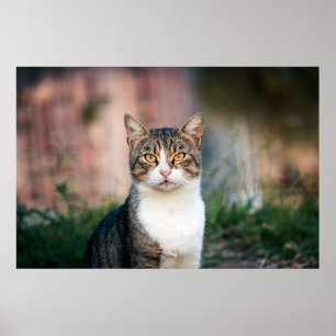 Portrait of cat poster