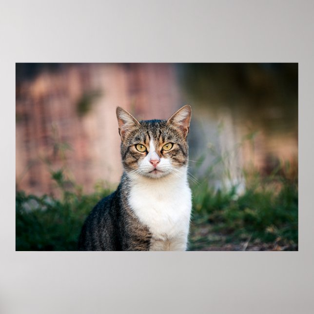 Portrait of cat poster (Front)
