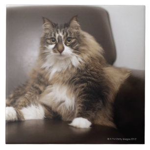 Portrait Of Cat Sitting In Chair Ceramic Tile