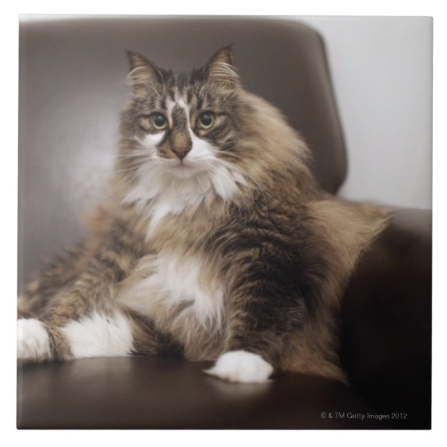 Portrait Of Cat Sitting In Chair Ceramic Tile (Front)