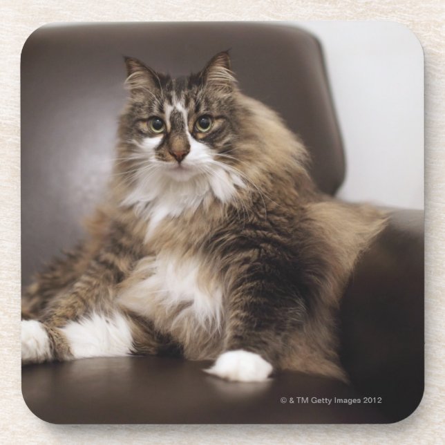 Portrait Of Cat Sitting In Chair Coaster (Front)