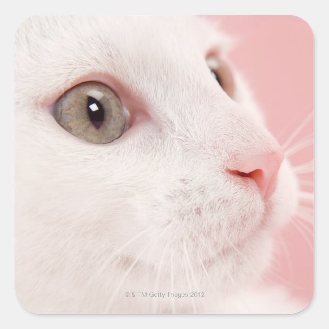 Portrait of cat square sticker (Front)