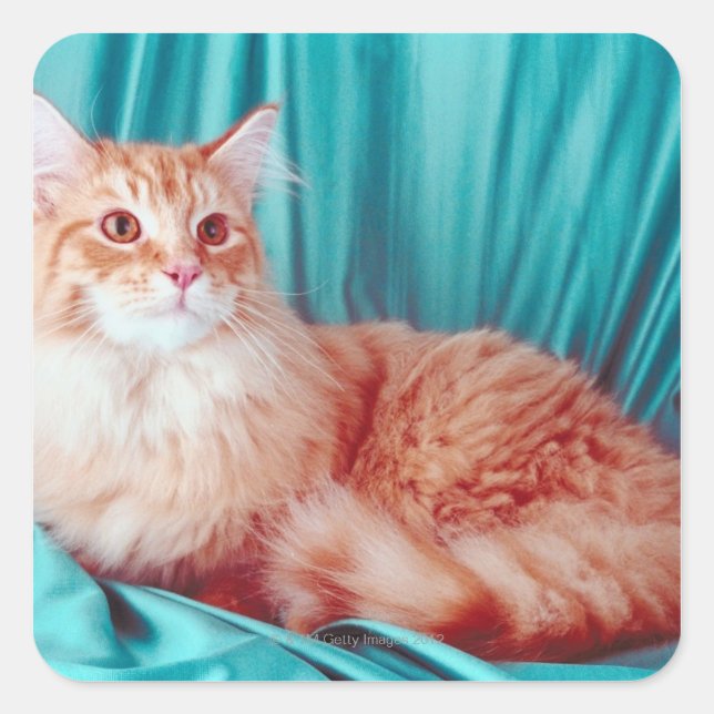 Portrait of cat square sticker (Front)