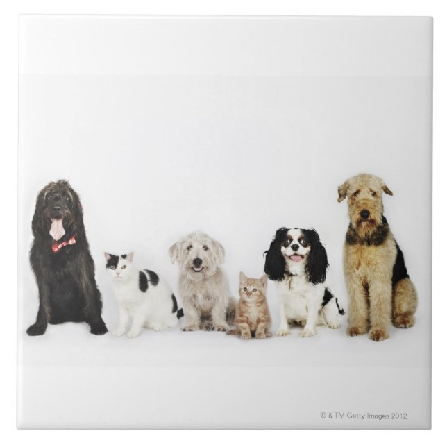 Portrait of cats and dogs sitting together ceramic tile (Front)