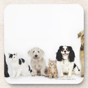 Portrait of cats and dogs sitting together coaster