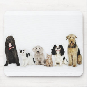 Portrait of cats and dogs sitting together mouse pad