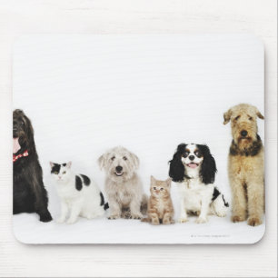 Portrait of cats and dogs sitting together mouse pad