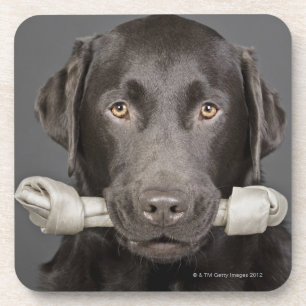 Portrait of chocolate labrador coaster