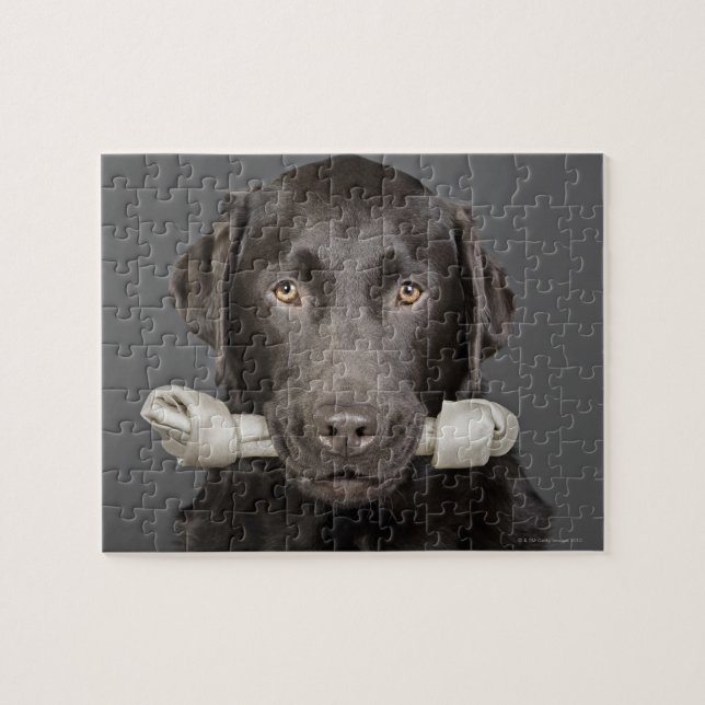 Portrait of chocolate labrador jigsaw puzzle (Horizontal)