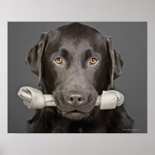 Portrait of chocolate labrador poster