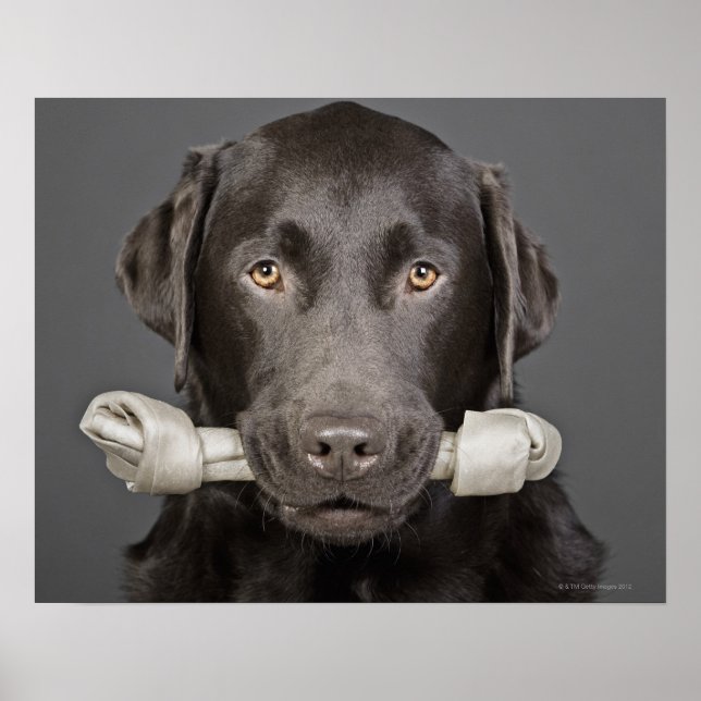 Portrait of chocolate labrador poster (Front)
