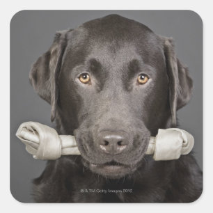 Portrait of chocolate labrador square sticker