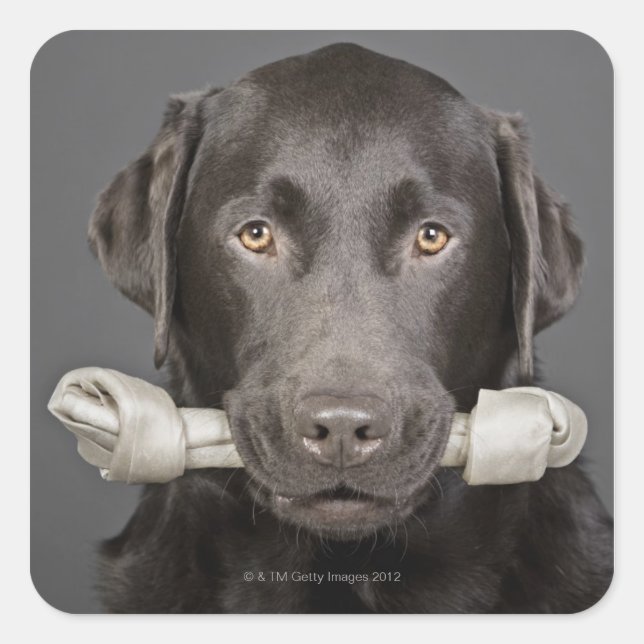 Portrait of chocolate labrador square sticker (Front)