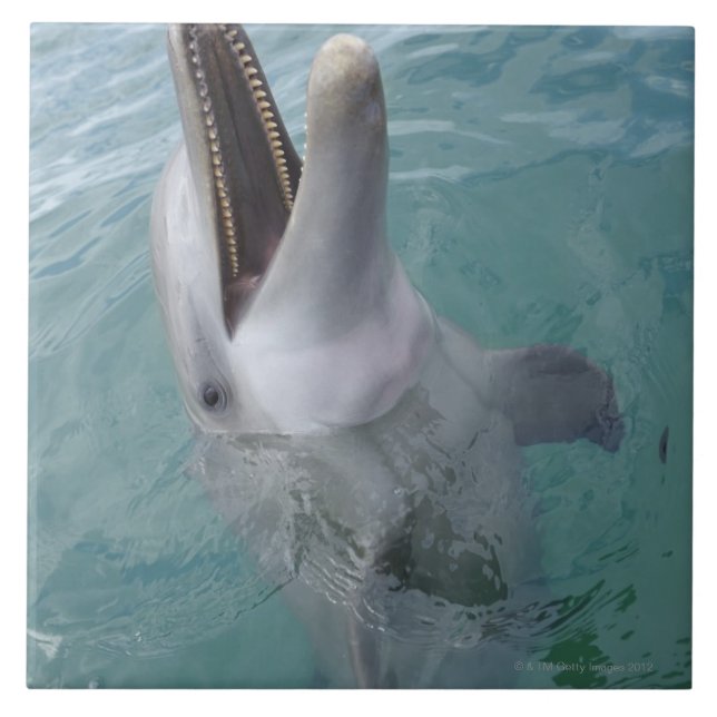 Portrait of Common Bottlenose Dolphin, Caribbean Ceramic Tile (Front)