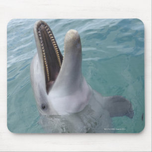 Portrait of Common Bottlenose Dolphin, Caribbean Mouse Pad