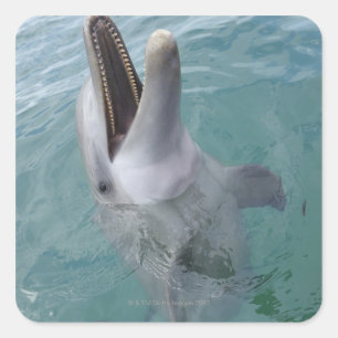 Portrait of Common Bottlenose Dolphin, Caribbean Square Sticker
