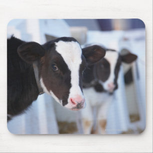 Portrait of cow mouse pad