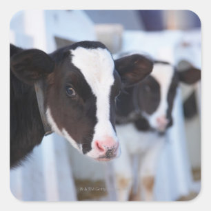 Portrait of cow square sticker