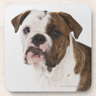Portrait of cute bulldog pup coaster