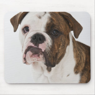 Portrait of cute Bulldog pup Mouse Pad
