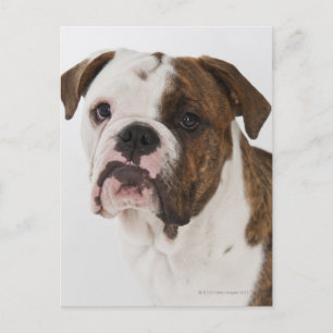 Portrait of cute Bulldog pup Postcard