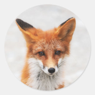 Portrait of cute wild red fox with beautiful eyes classic round sticker