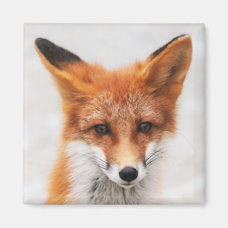 Portrait of cute wild red fox with beautiful eyes magnet