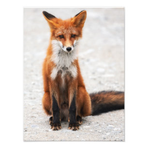 Portrait of cute wild red fox with beautiful eyes photo print