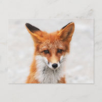 Portrait of cute wild red fox with beautiful eyes