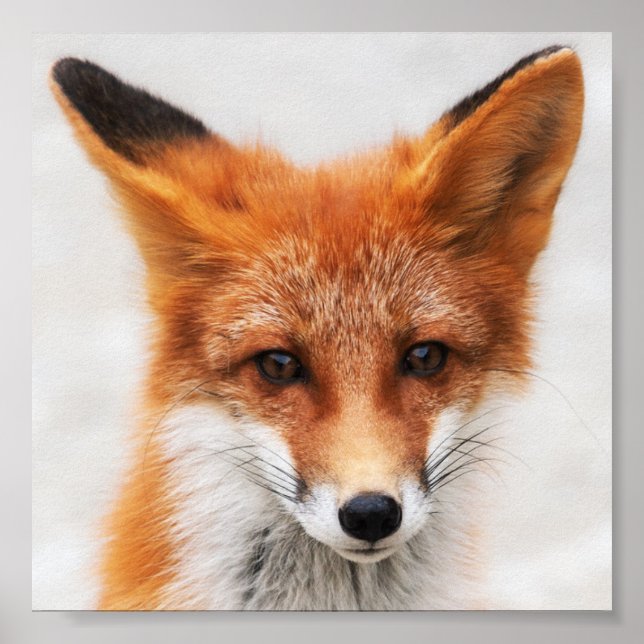 Portrait of cute wild red fox with beautiful eyes poster (Front)