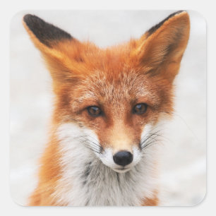 Portrait of cute wild red fox with beautiful eyes square sticker